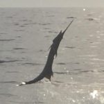 sailfish jumoing